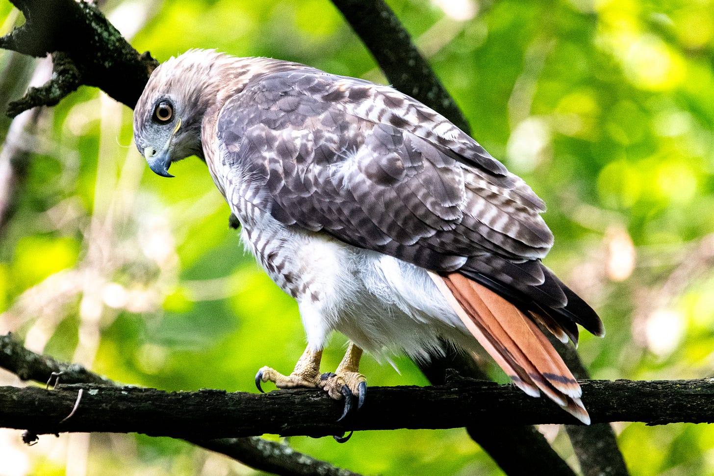 A red-tailed hawk looks sternly below it