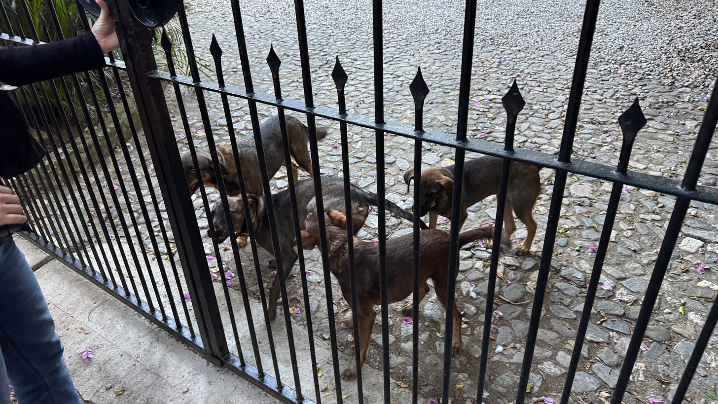 Four brown dogs behind a gate.