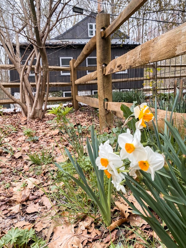 Spring Plants in Pennsylvania