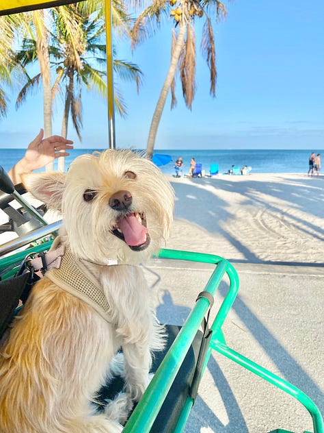 three images. the first one is of a pink flower with green leaves. the second image is of a small scruffy dog on a 4-week bicycle with the beach as a backdrop. third photo is of a pink feathered bird.