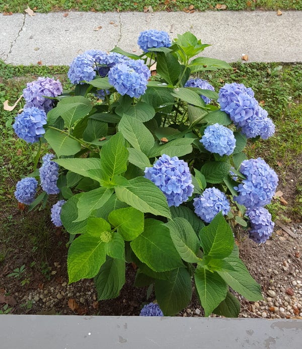 Hydrangea bush with blue flowers