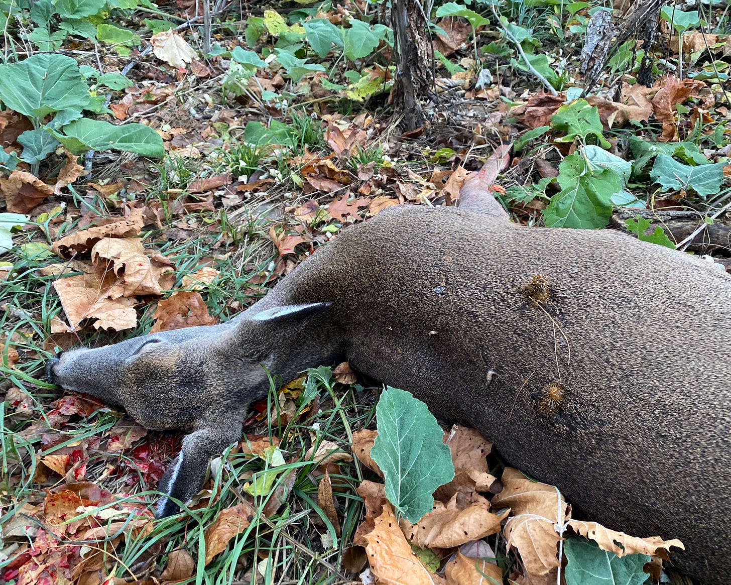 Deer in final resting place.