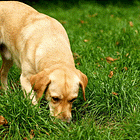 Automated Trading Strategy 103: The Dog