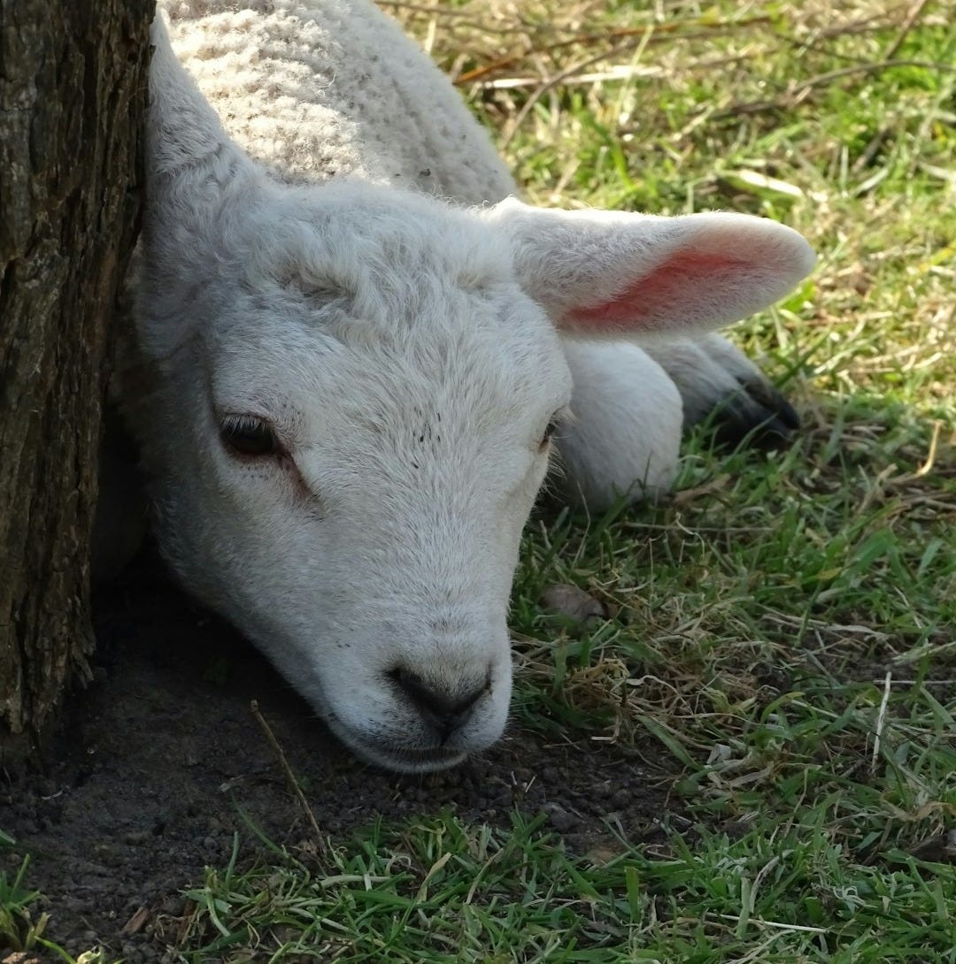 white sheep lying on green grass during daytime