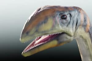 Dinosaur face