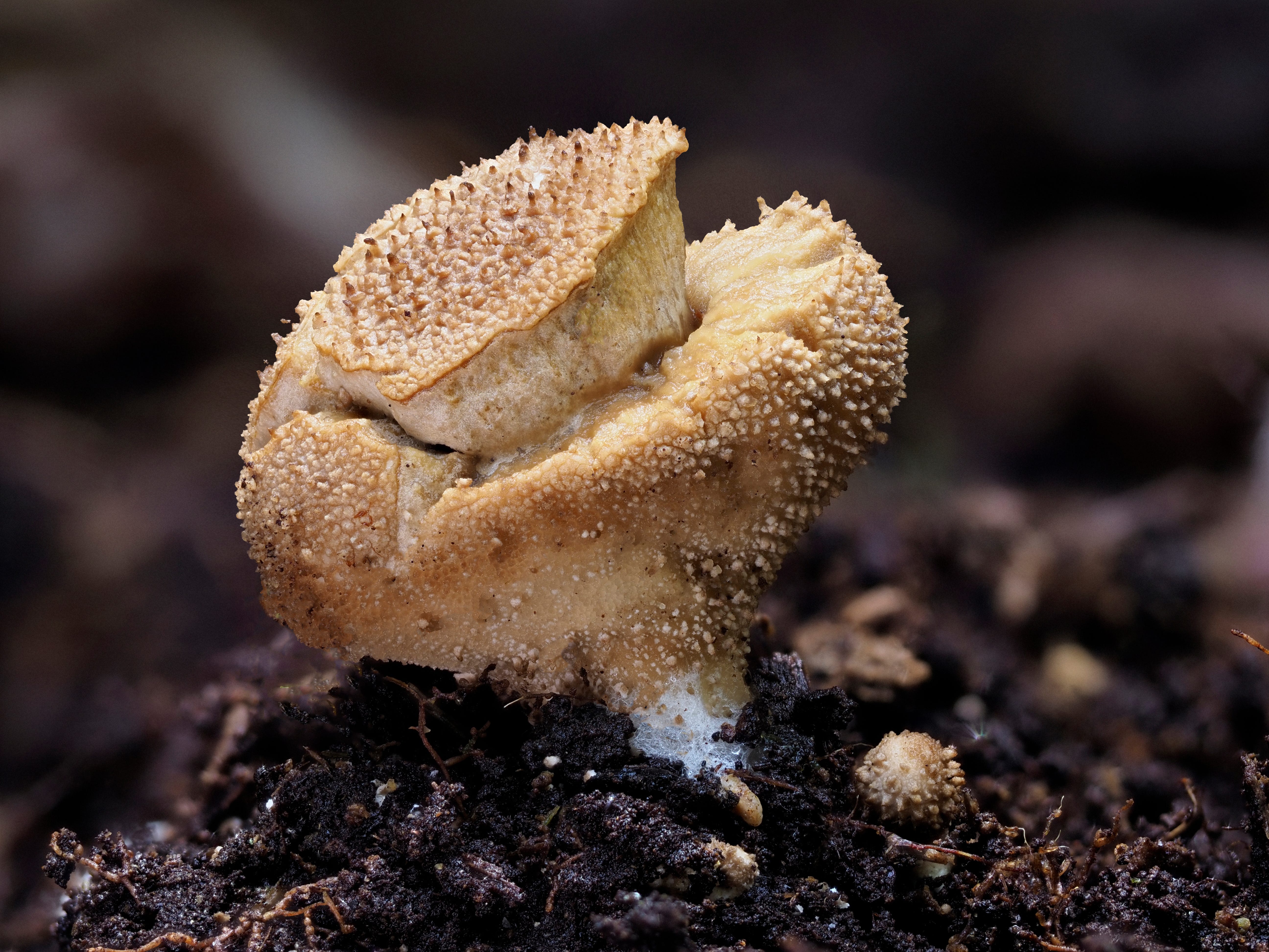 March Mushrooms at Mount Wakakusayama 若草山