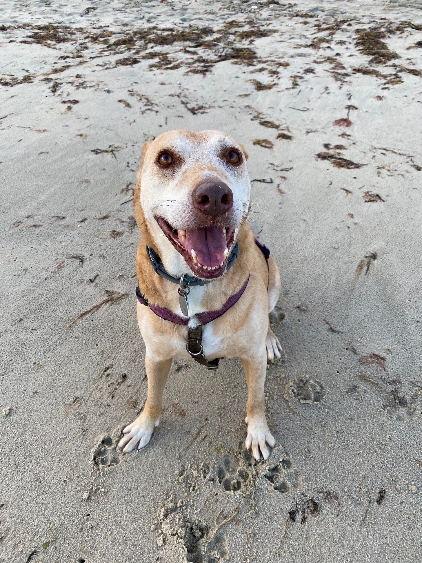 Nessa sitting on the beach with her mouth open and her ears back.