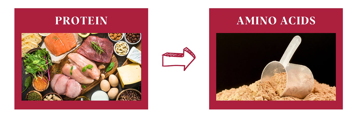 A graphic showing various protein‑rich foods on the left, including salmon, chicken, beef, cheese, eggs, nuts, lentils, and greens, with a red arrow pointing to a scoop of brown powder labeled amino acids on the right, illustrating that proteins break down into amino acids. A graphic showing various protein‑rich foods on the left, including salmon, chicken, beef, cheese, eggs, nuts, lentils, and greens, with a red arrow pointing to a scoop of brown powder labeled amino acids on the right, illustrating that proteins break down into amino acids.