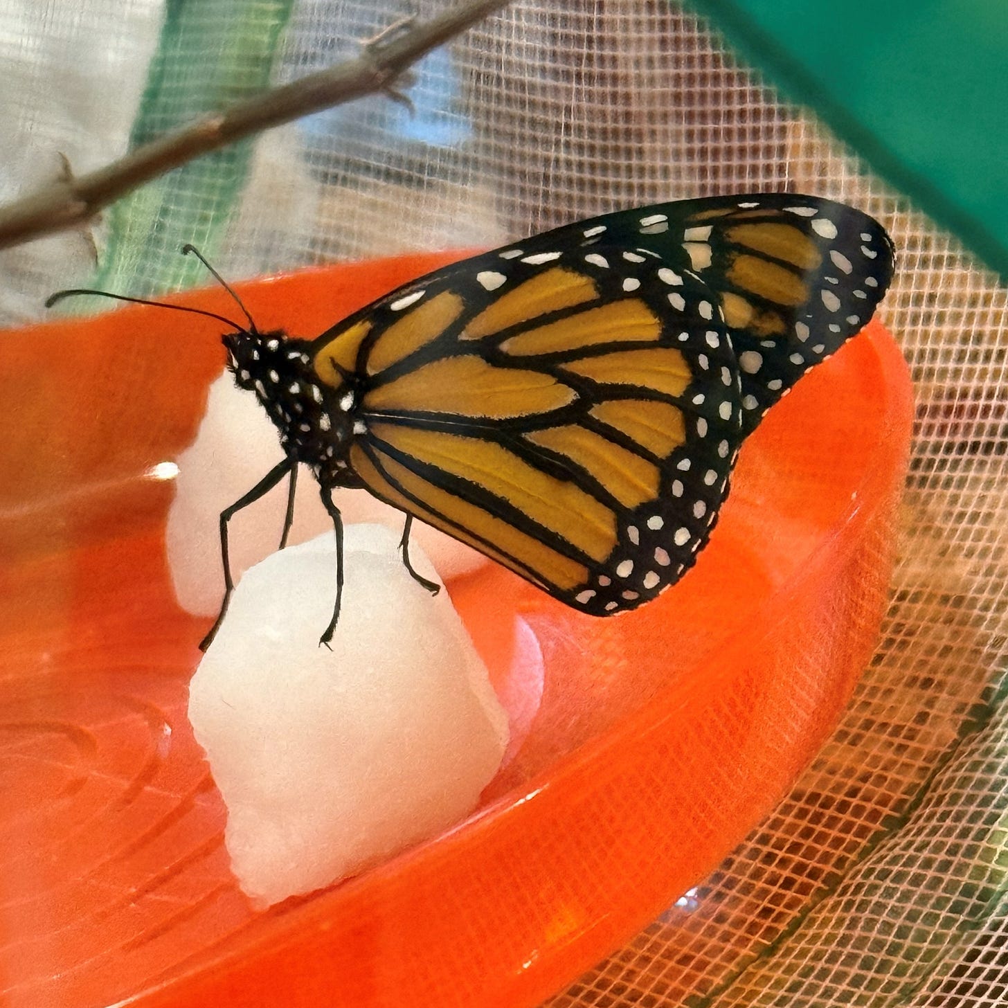 smallish male monarch butterfly standing wings up on a sugar water-soaked cotton ball on a bright red plastic plate, his feet visibly set into the cotton where he is tasting the sugary goodness