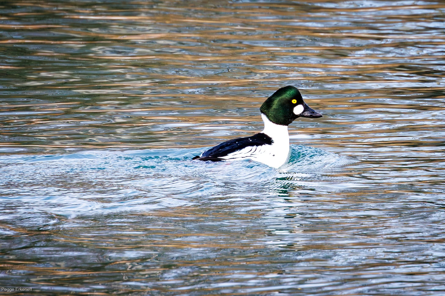 goldeneye duck