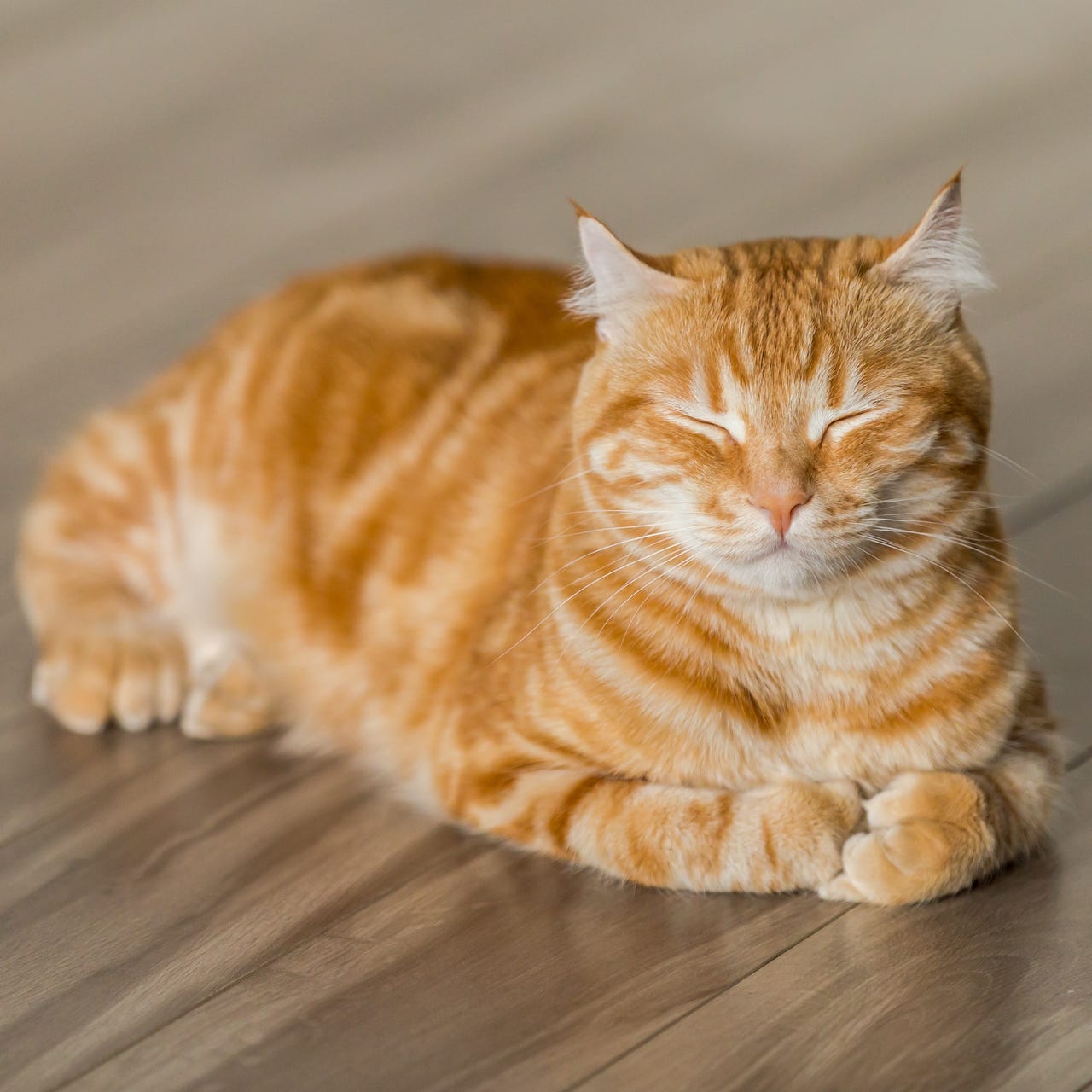 Substack profile picture for @cats