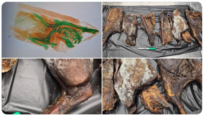 When x-rays revealed bones (see upper left photo) inside International luggage arriving in Chicago on May 9, 2026, CBP Officers made a surprising find. (US Customs & Border Protection photos) When x-rays revealed bones (see upper left photo) inside International luggage arriving in Chicago on May 9, 2026, CBP Officers made a surprising find. (US Customs & Border Protection photos)