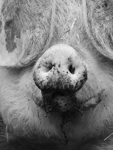 Dieren bij het Broake bos