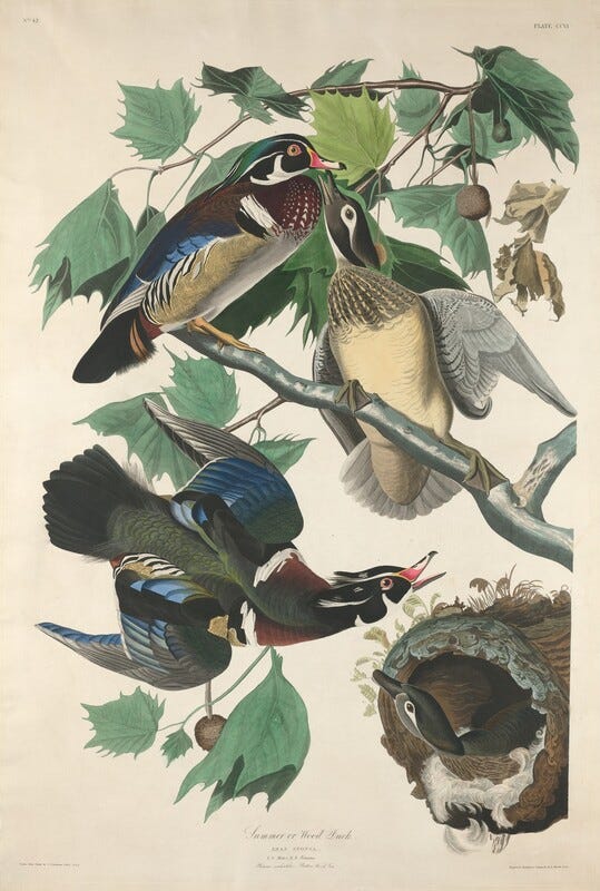This is a painting of wood ducks. The image features a group of wood ducks among leafy branches. Two ducks are perched on a branch, facing each other. Their plumage displays colors such as blues, greens, browns, and whites. Below, another duck is shown with wings spread. To the right, another duck is nestled in what seems to be a nest or hollow, looking outward. Detailed leaves frame the group, creating a naturalistic setting for the birds. This is a painting of wood ducks. The image features a group of wood ducks among leafy branches. Two ducks are perched on a branch, facing each other. Their plumage displays colors such as blues, greens, browns, and whites. Below, another duck is shown with wings spread. To the right, another duck is nestled in what seems to be a nest or hollow, looking outward. Detailed leaves frame the group, creating a naturalistic setting for the birds.