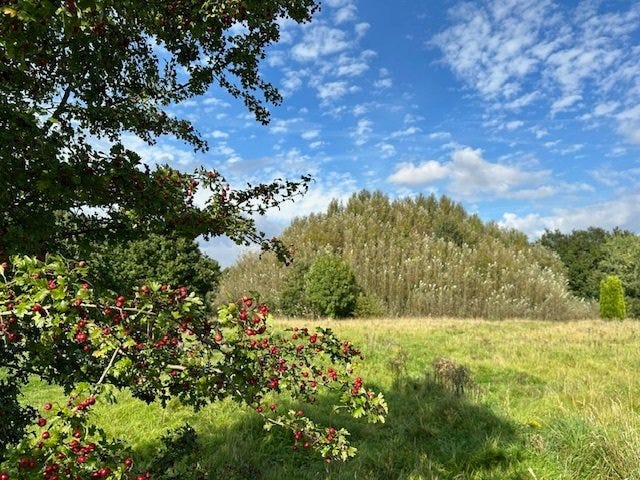 Ryebank Fields: grassy field with trees around it
