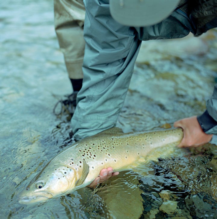 Brown trout from New Zealand.