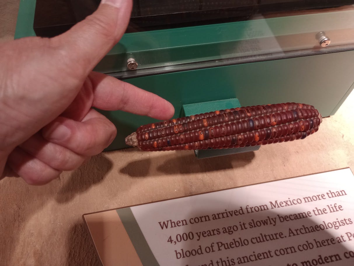 Hand pointing to small cob of corn, about a third the size of a large modern cob Hand pointing to small cob of corn, about a third the size of a large modern cob