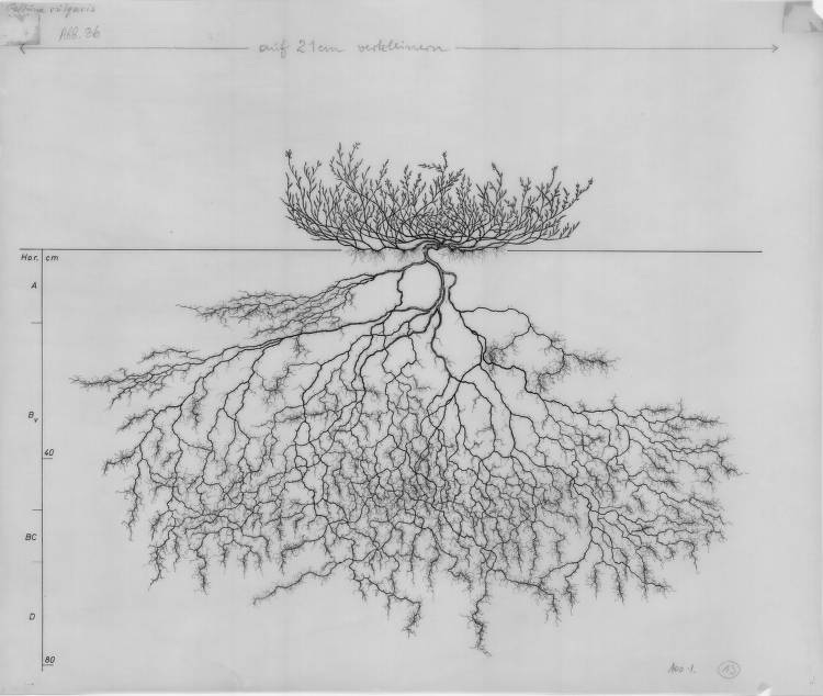 heather root drawing Calluna vulgaris, Lichtenegger, E. (1992)