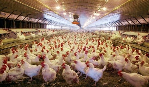 interior industrial chicken barn