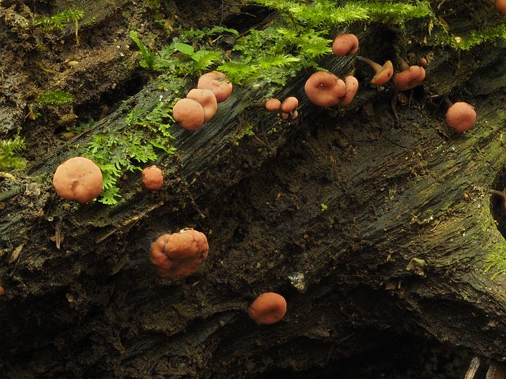 tiny ascomycete fungi