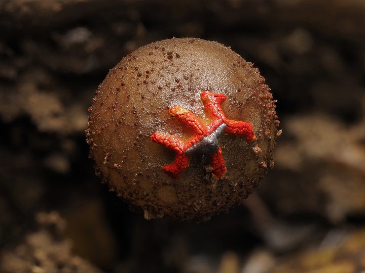 brown puffball mushroom