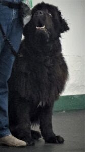 Crokell Seated and Focused in Heel Crokell Seated and Focused in Heel