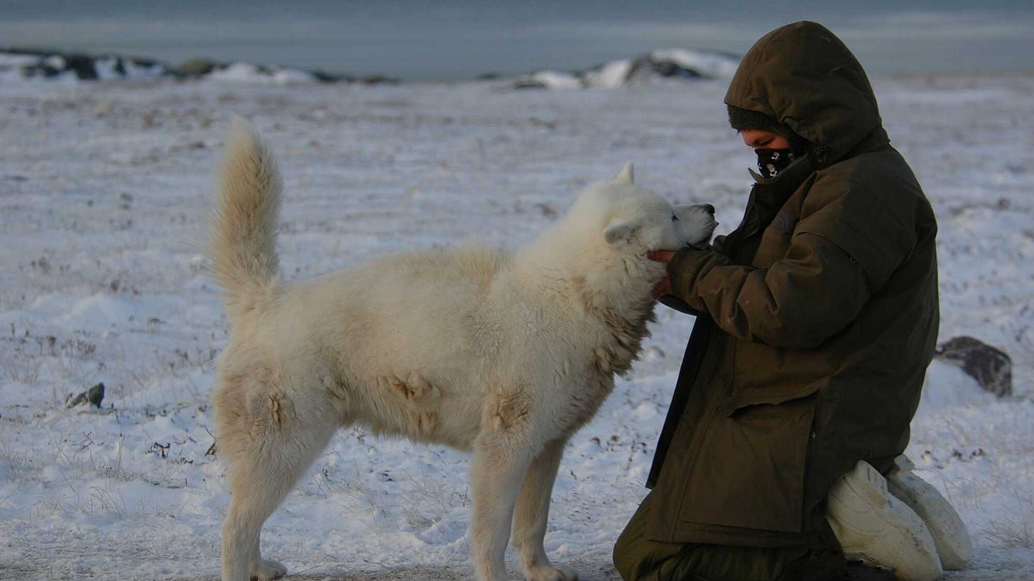 Still from the 2012 documentary by COasta Botes, The Last Dogs of Winter.