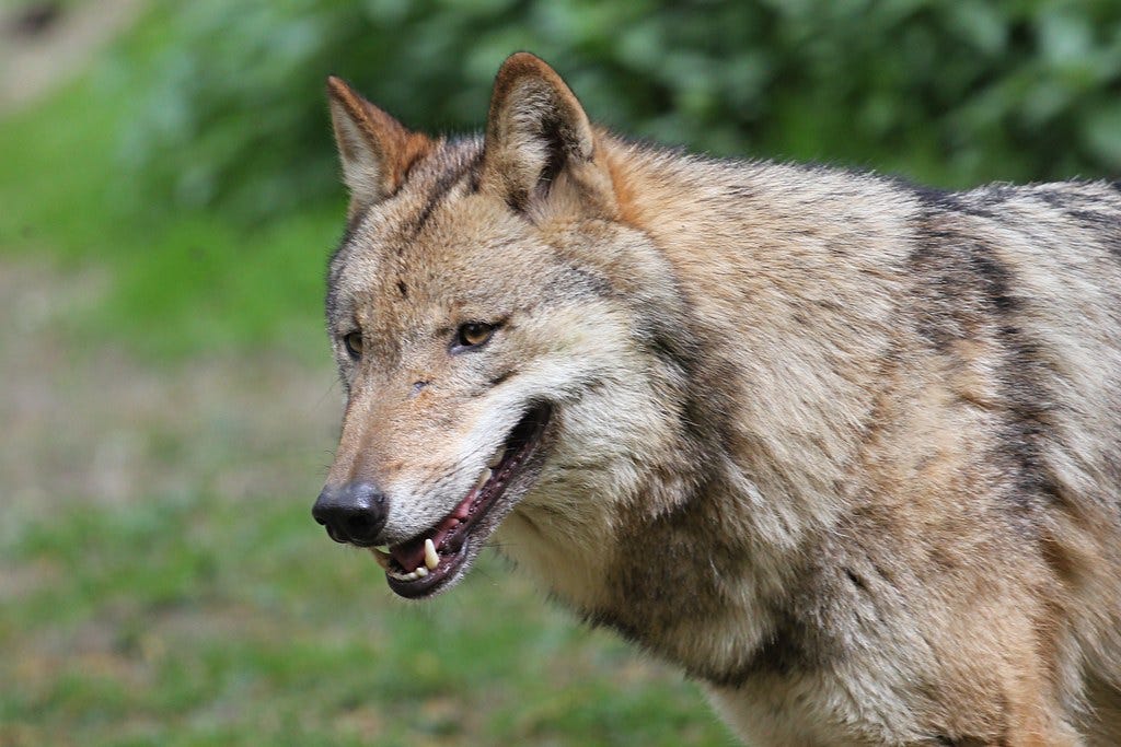 Wolf
