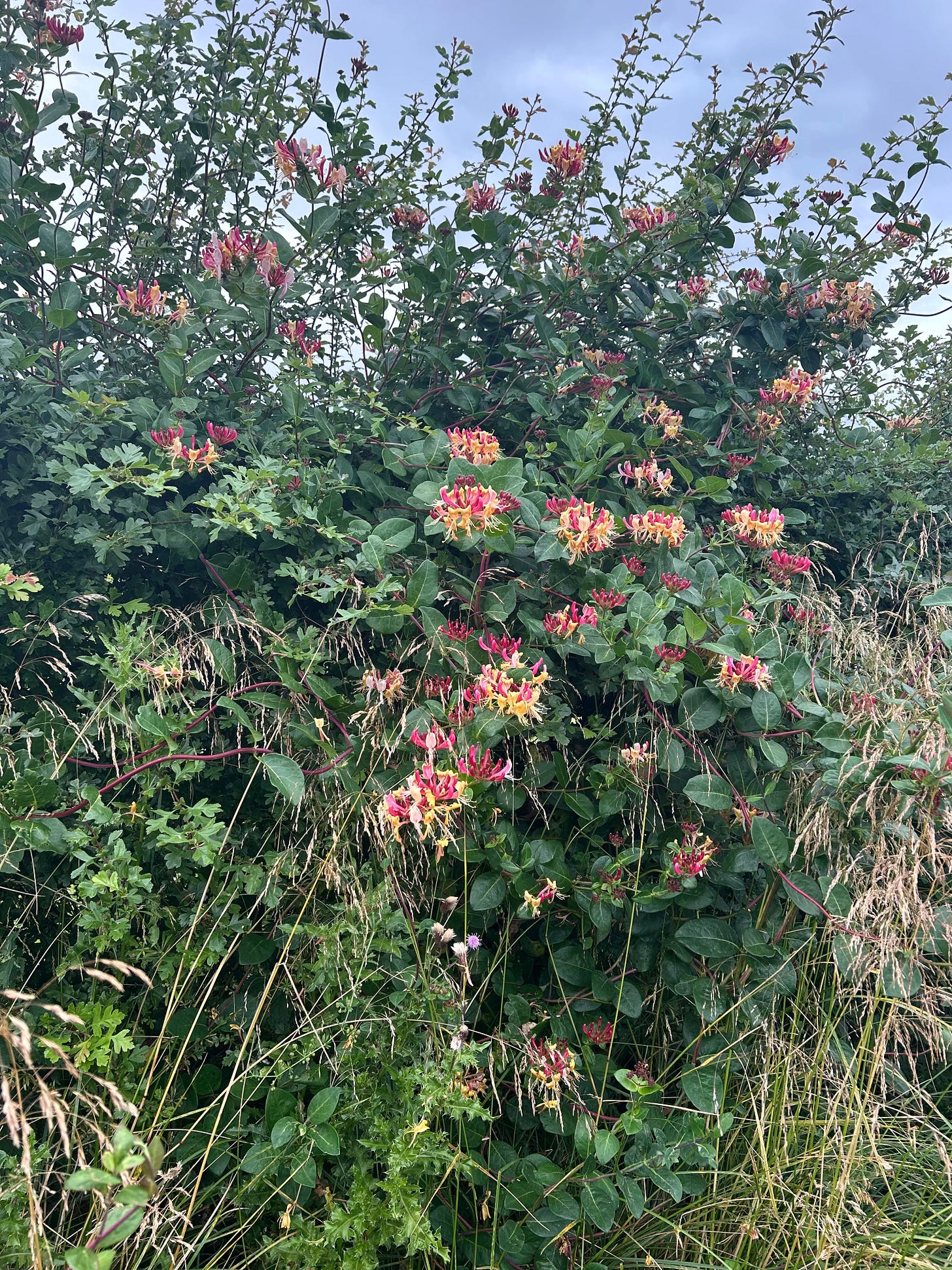 A hedge thick with raspberry and gold wild honeysuckle against a pale blue sky.