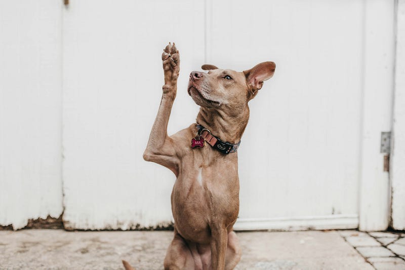 Dog asking a question