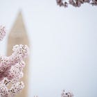 Cherry Blossoms in Washington, D.C.