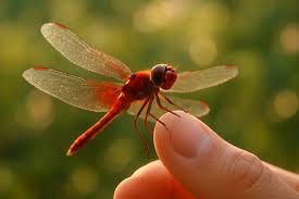 Red Dragonfly Meaning – Spiritual ...