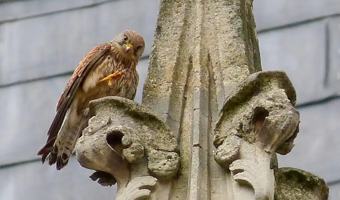 The Birds Return to Notre-Dame