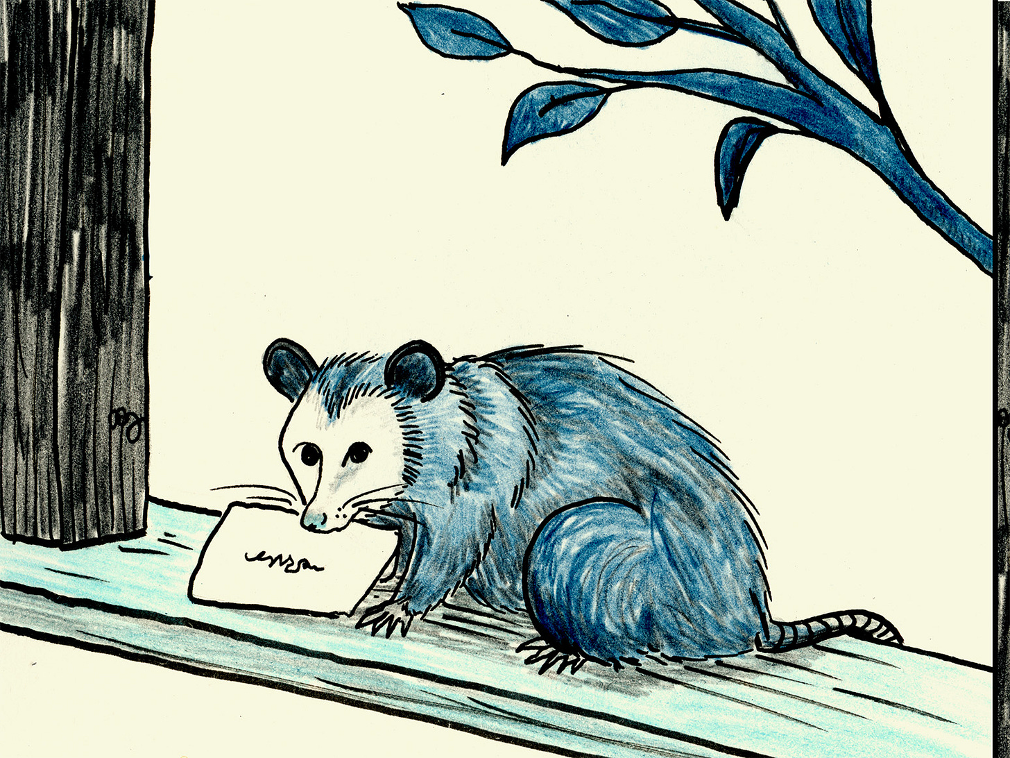 Hand-drawn illustration of a possum perched on a windowsill, holding a sealed envelope in its mouth, shaded in blue pencil and ink with a cream background.