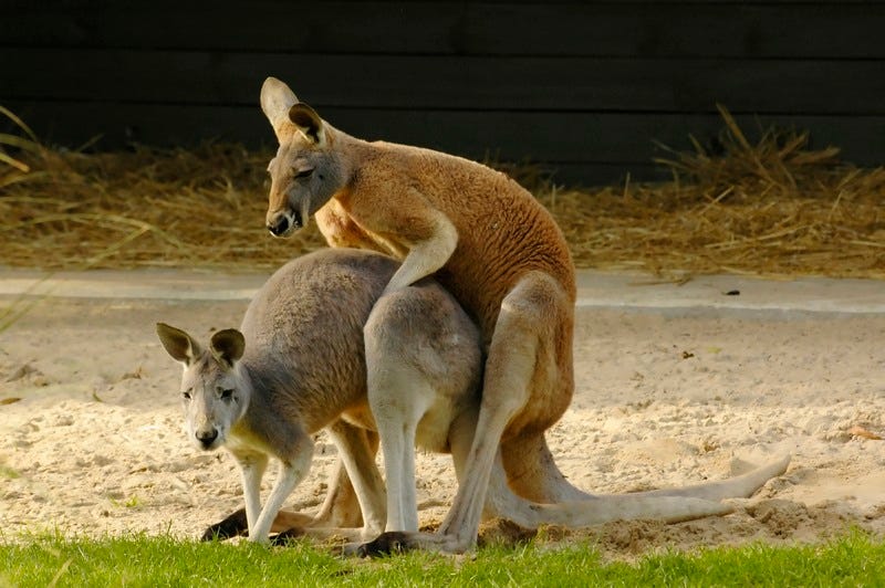 Animal Sex: How Kangaroos Do It | Live Science