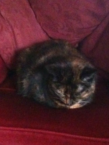 cat cat