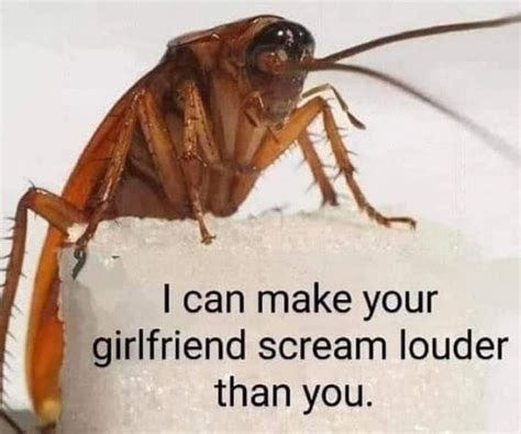 The best Cockroach memes :) Memedroid