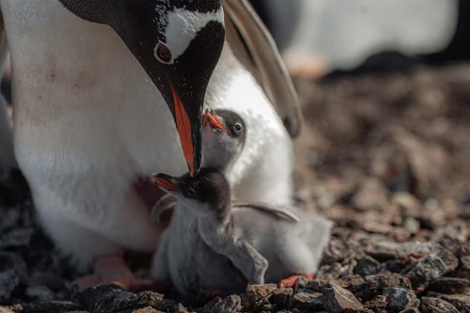 May be an image of emperor penguin