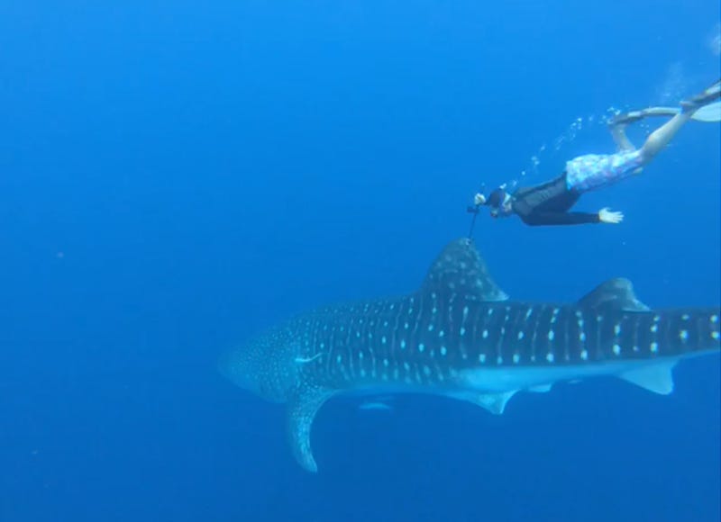 Whale Shark