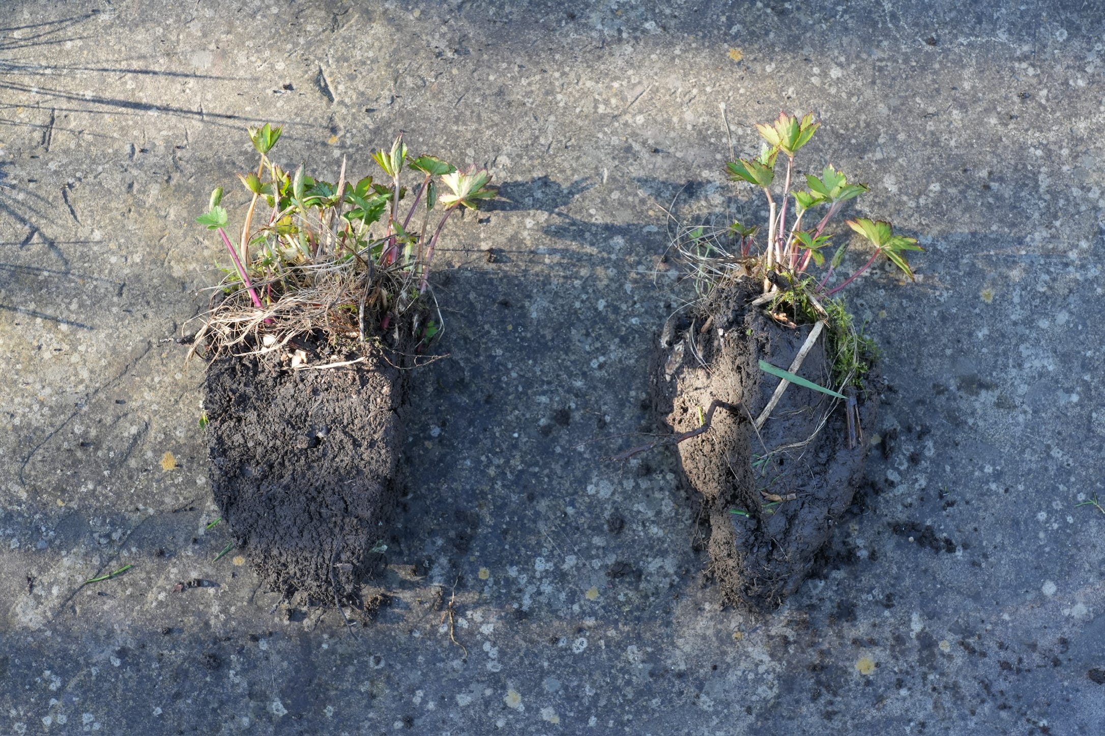 Divide perennials for free plants