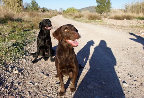 People and hounds at Supertone Studio, Spain