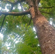 boswellia serrata leaves and bark