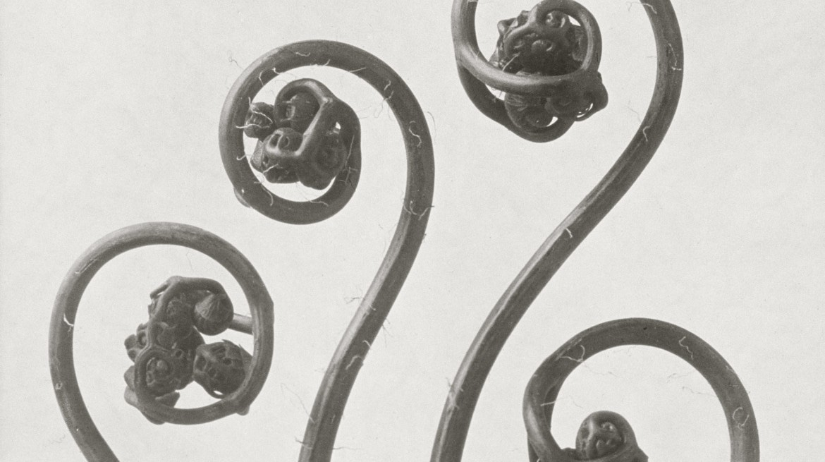 Karl Blossfeldt - Whitechapel Gallery