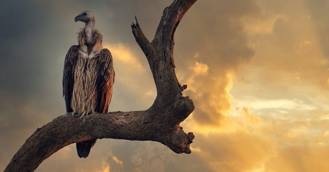 gray and white bird on brown tree branch during sunset gray and white bird on brown tree branch during sunset