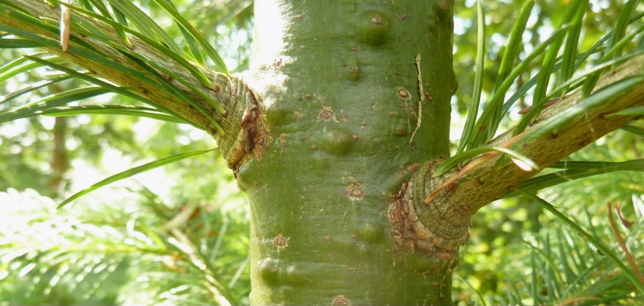 Douglas fir (Pseudotsuga menziesii) research notes