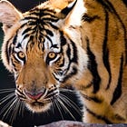 OSU’s New Provost Has A Tiger Tale. Literally.