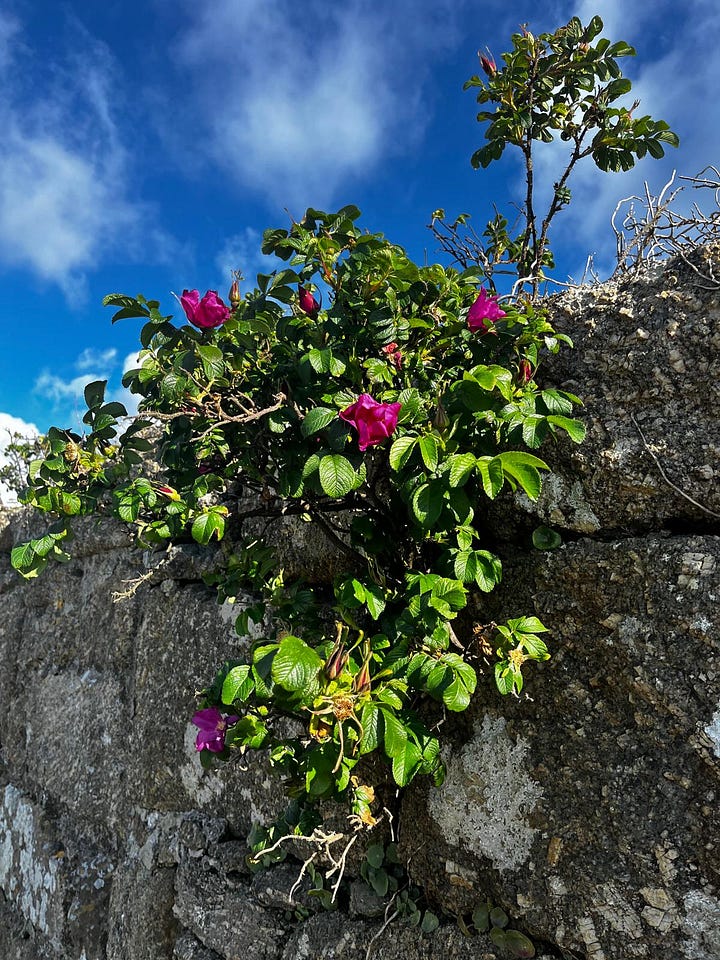 Flowers in Cornish hedgerows.