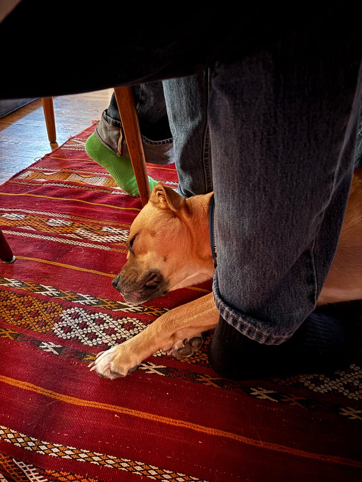 We are thankful for Kathleen who gave us this magnificent turkey, whom we've named Tom, natch.