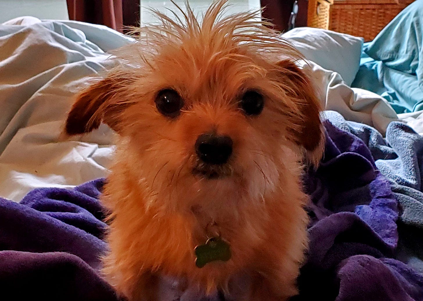 The cutest dog in the world