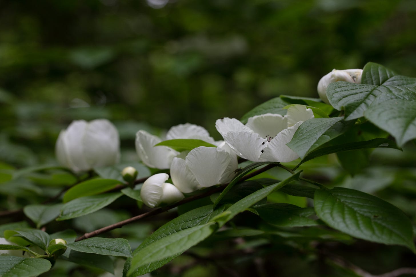 Cascading branches of shimmering leaves and round white buds and blooms